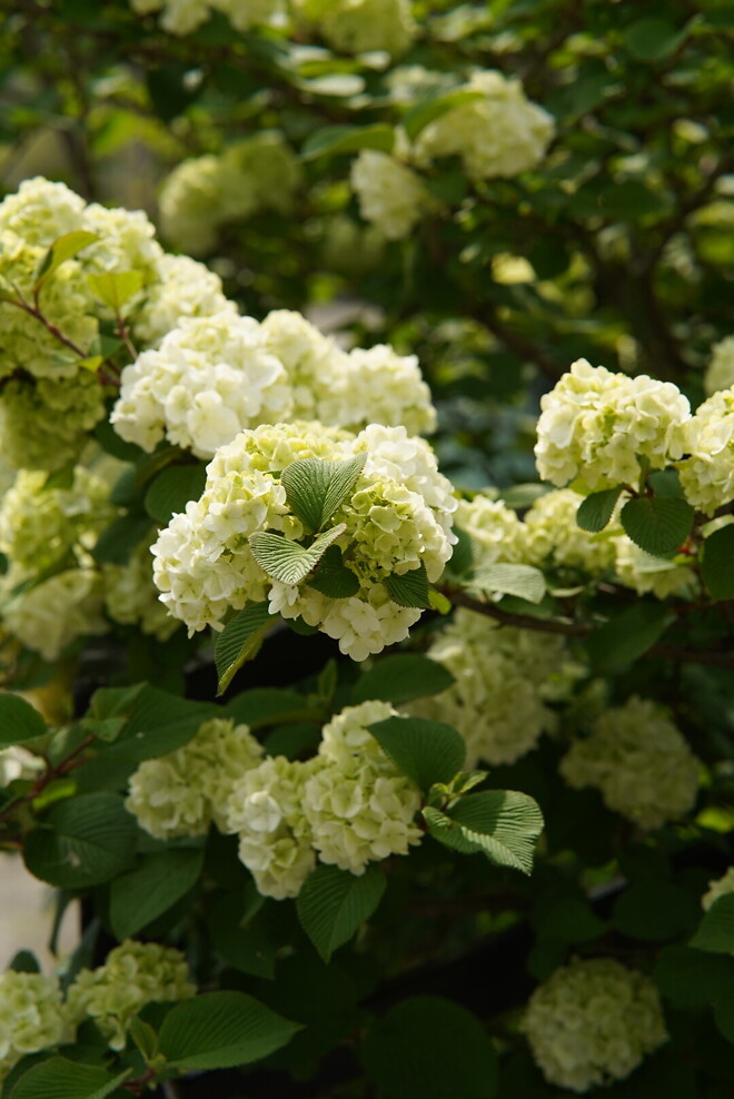 (스압)산책 다녀왔습니다