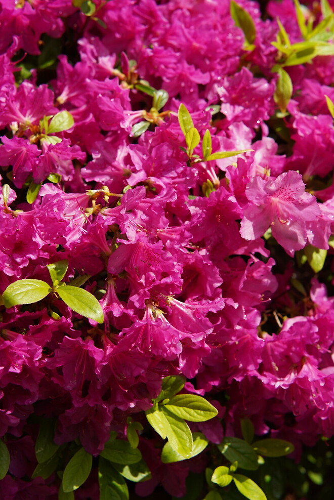 (스압)산책 다녀왔습니다