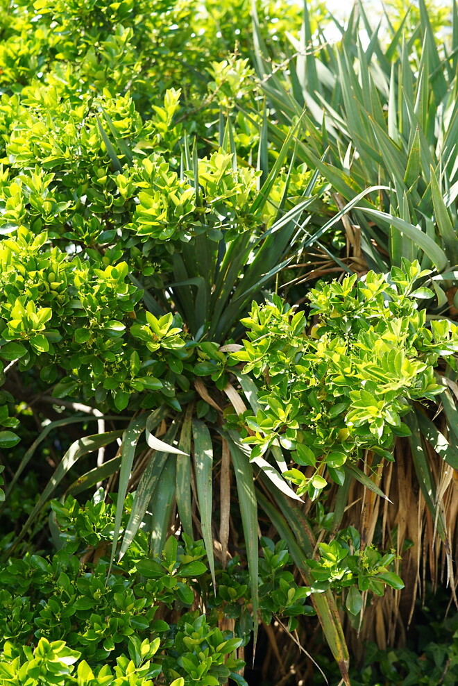 (스압)산책 다녀왔습니다