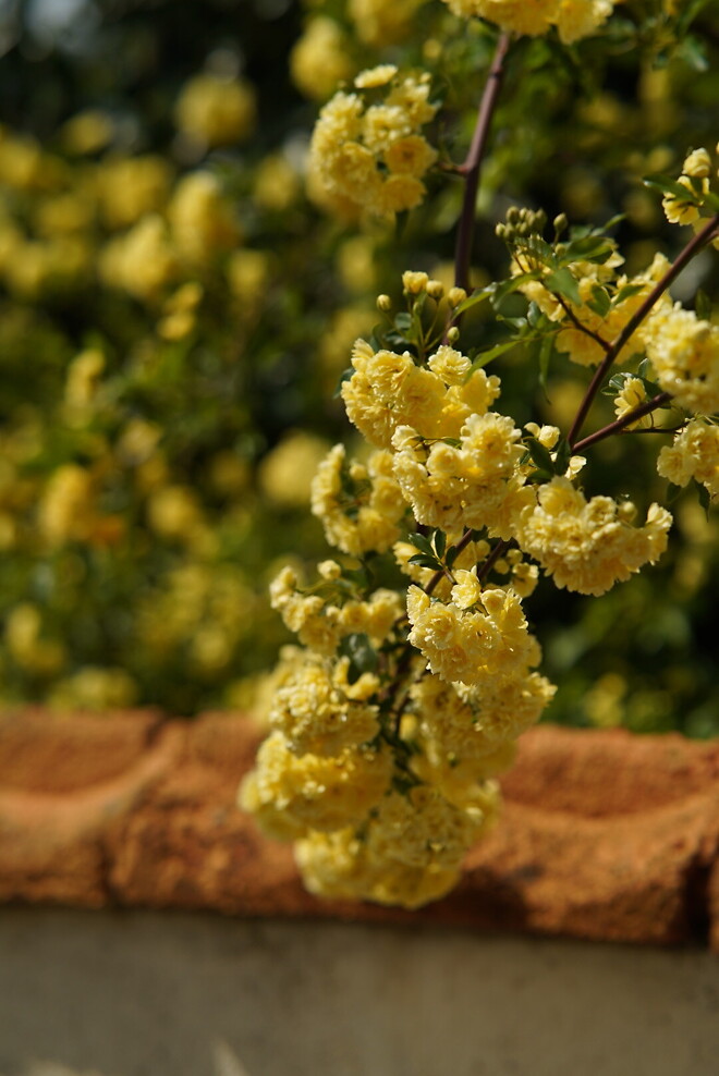 (스압)산책 다녀왔습니다