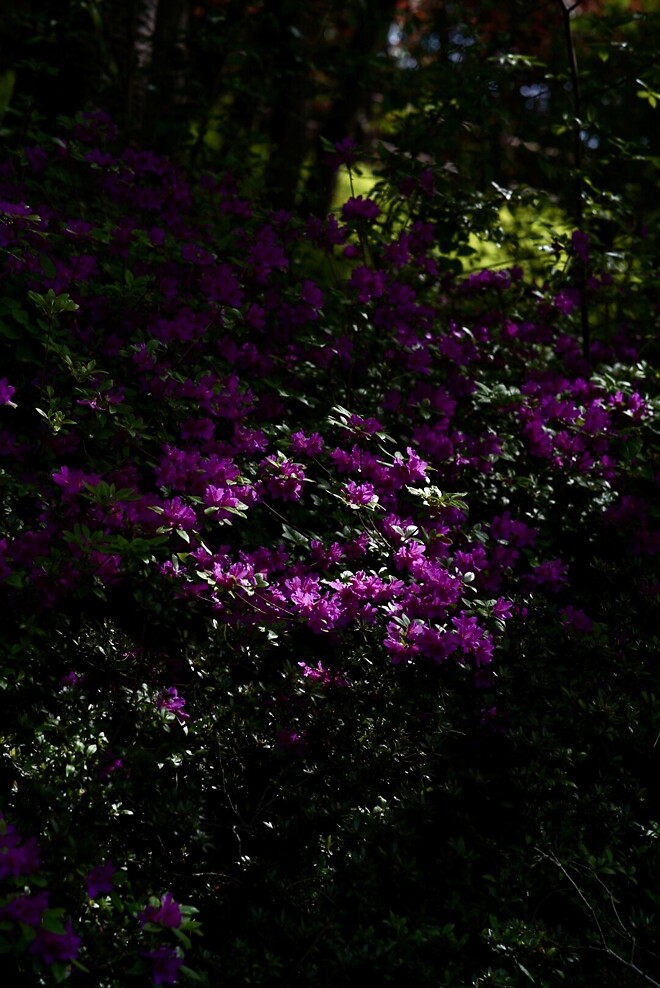 (스압)산책 다녀왔습니다