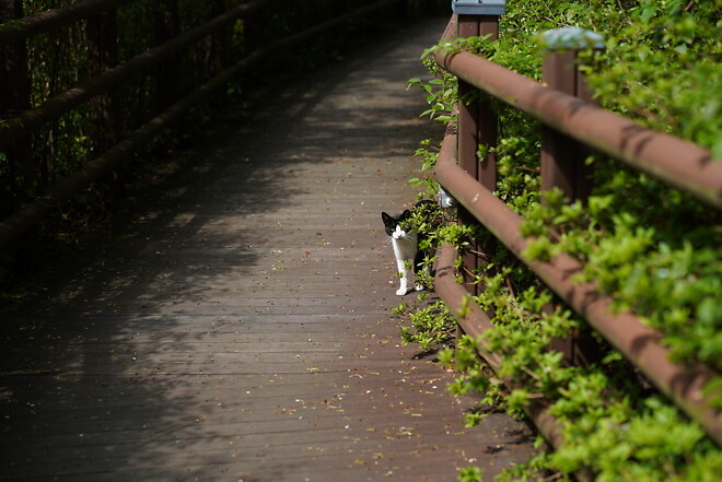 (스압)산책 다녀왔습니다