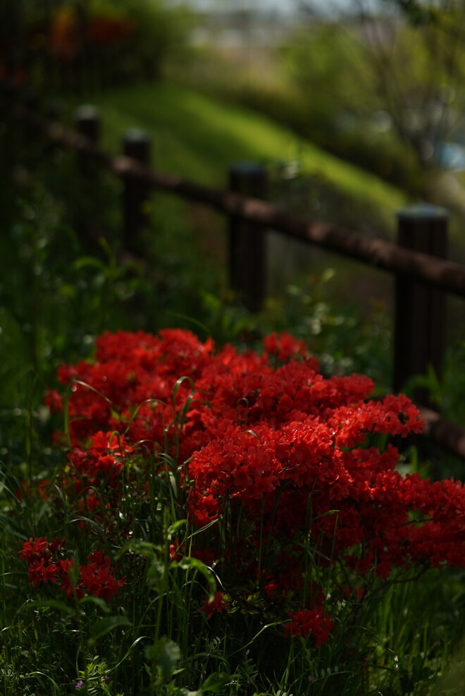 (스압)산책 다녀왔습니다