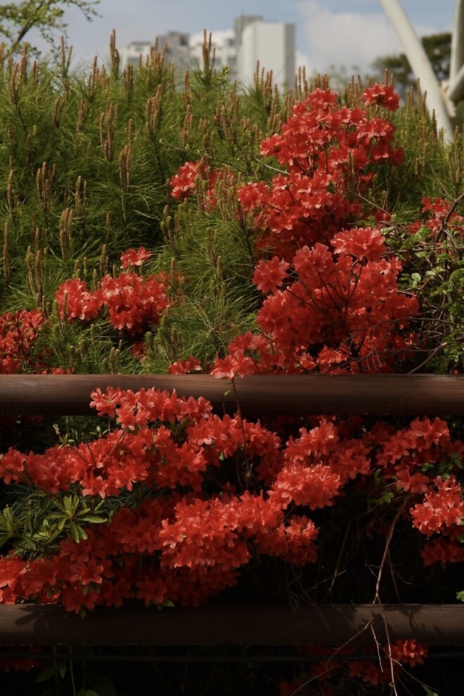 (스압)산책 다녀왔습니다