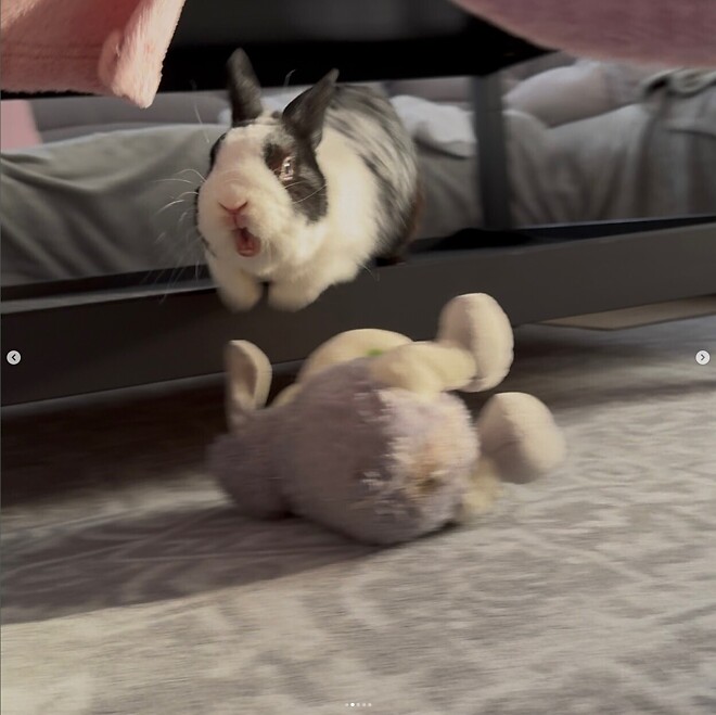 주인이고 뭐고 없는 성격 더러운 토끼 ㅋㅋㅋㅋ.JGP