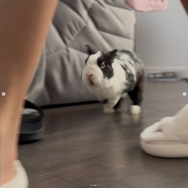 주인이고 뭐고 없는 성격 더러운 토끼 ㅋㅋㅋㅋ.JGP