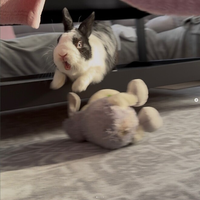 주인이고 뭐고 없는 성격 더러운 토끼 ㅋㅋㅋㅋ.JGP