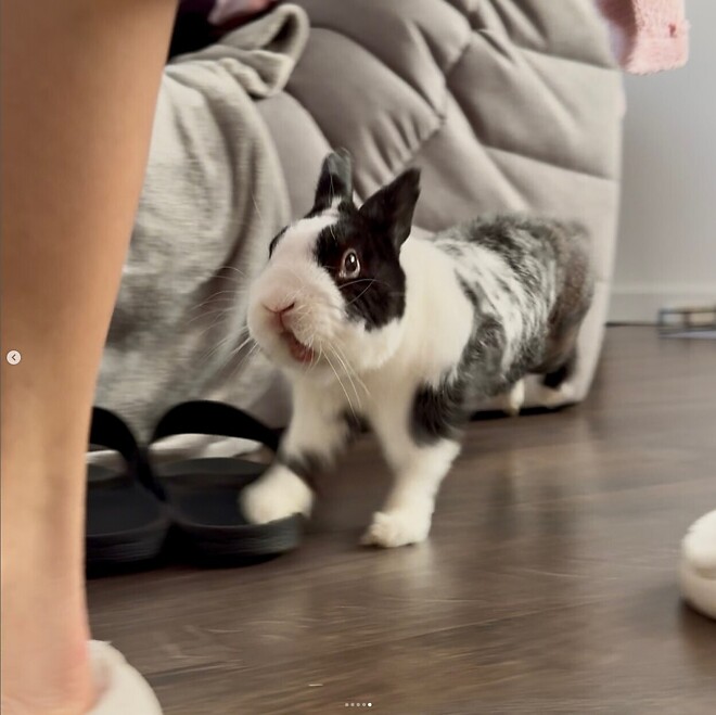 주인이고 뭐고 없는 성격 더러운 토끼 ㅋㅋㅋㅋ.JGP