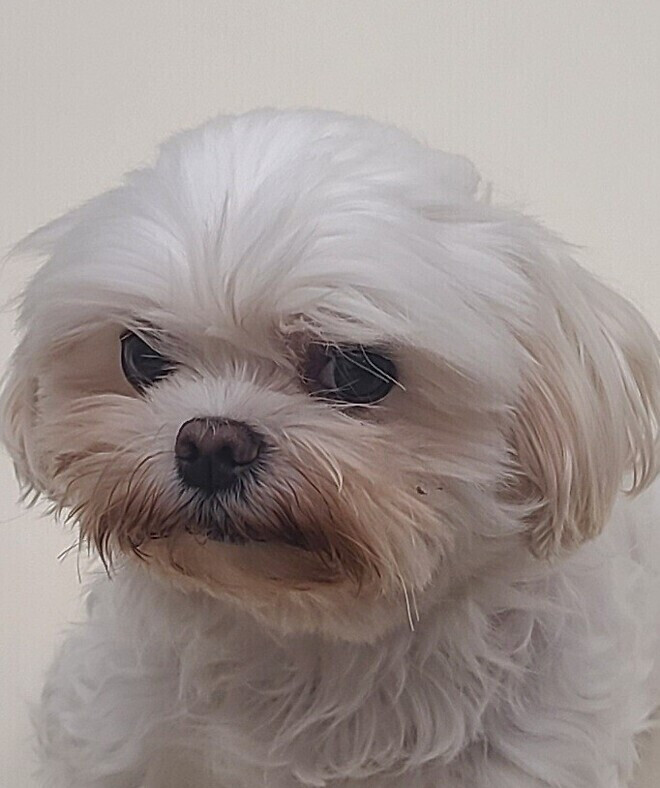 이정도 떡국이면 밥 맻그릇인지 ㄷㄷㄷ