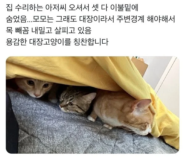 집 수리하는 아저씨 오셔서 셋 다 이불 밑에 숨었음.webp