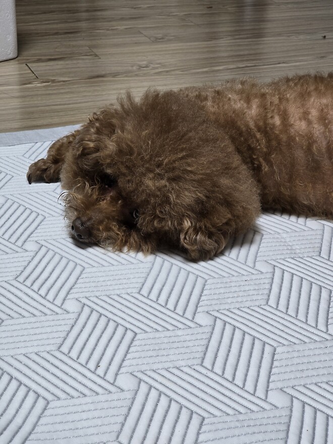 저녁으로 치킨 먹었는데