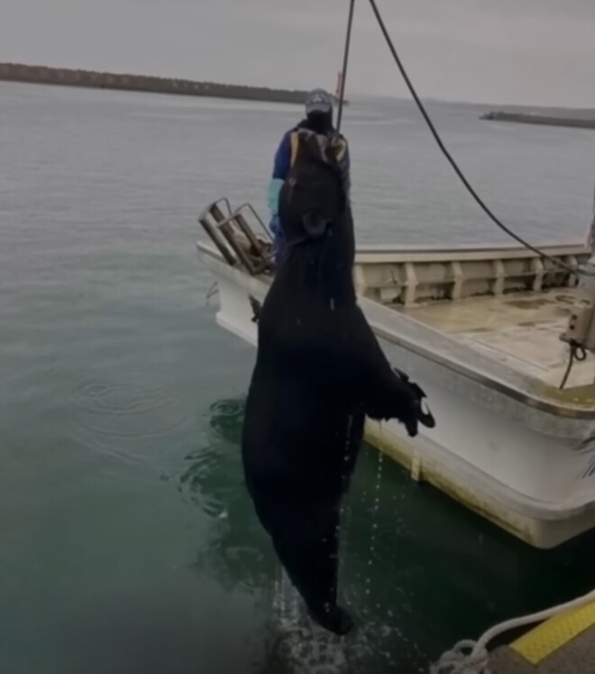 최신 일본 곰 사냥 근황