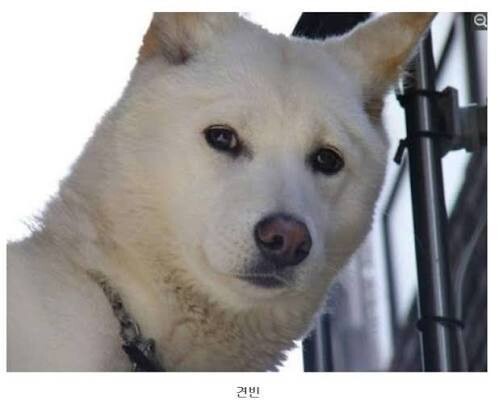 사람으로 태어났으면 어떤 연예인이었을까?