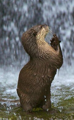 둘중에 하나만 걸려라