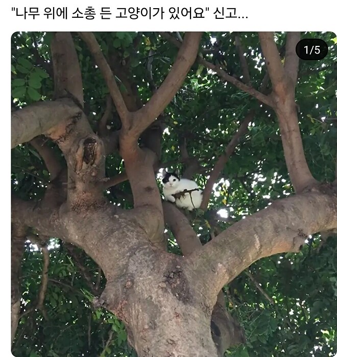 나무위에 총 든 고양이가 있어요!!