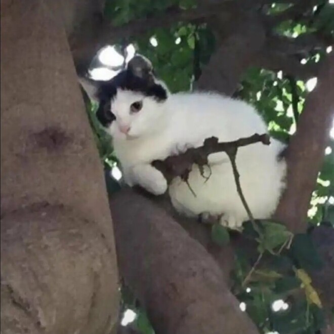 나무위에 총 든 고양이가 있어요!!