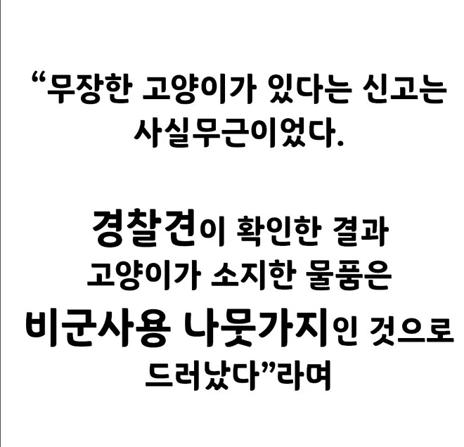 나무위에 총 든 고양이가 있어요!!