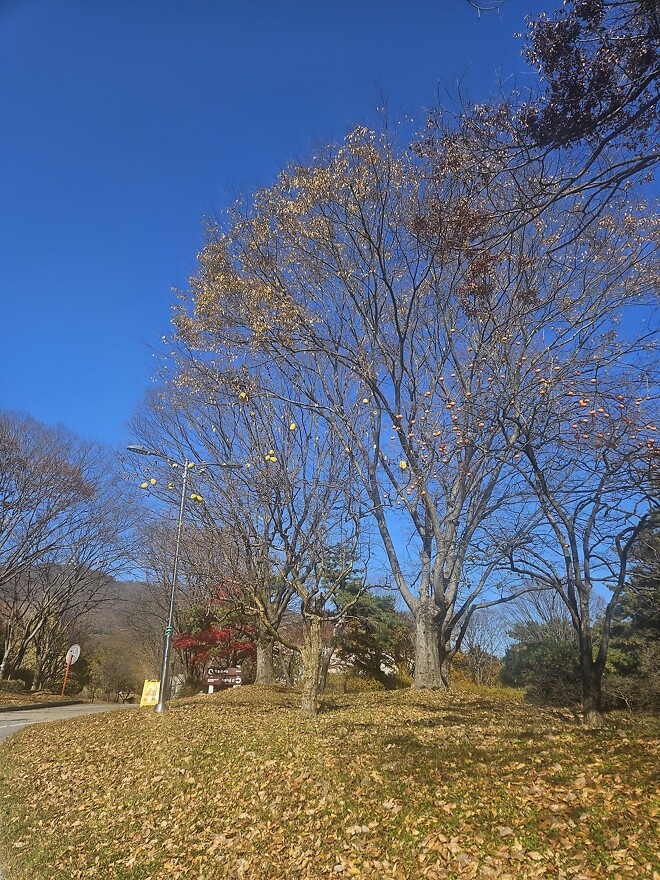 주가가 떨어져도....땡땡이