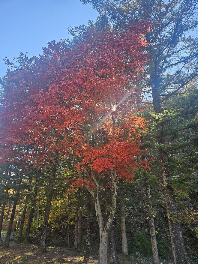 주가가 떨어져도....땡땡이
