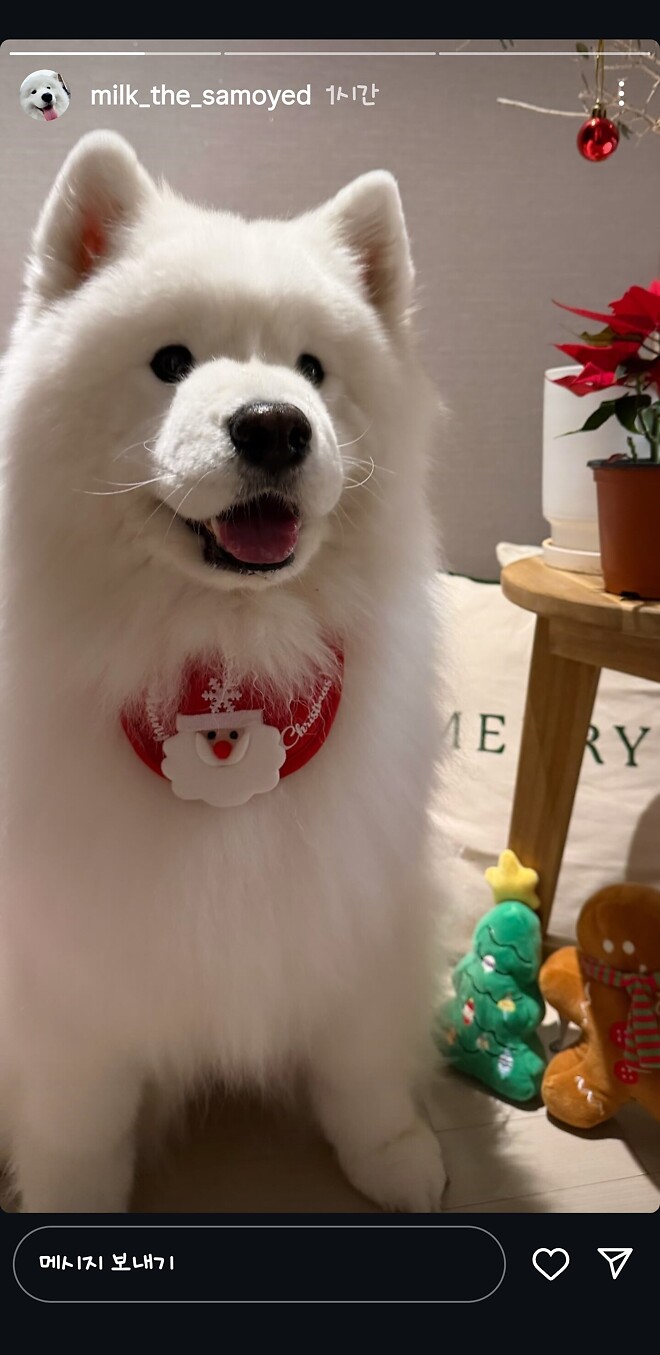 크리스마스는 귀요미 보는 날