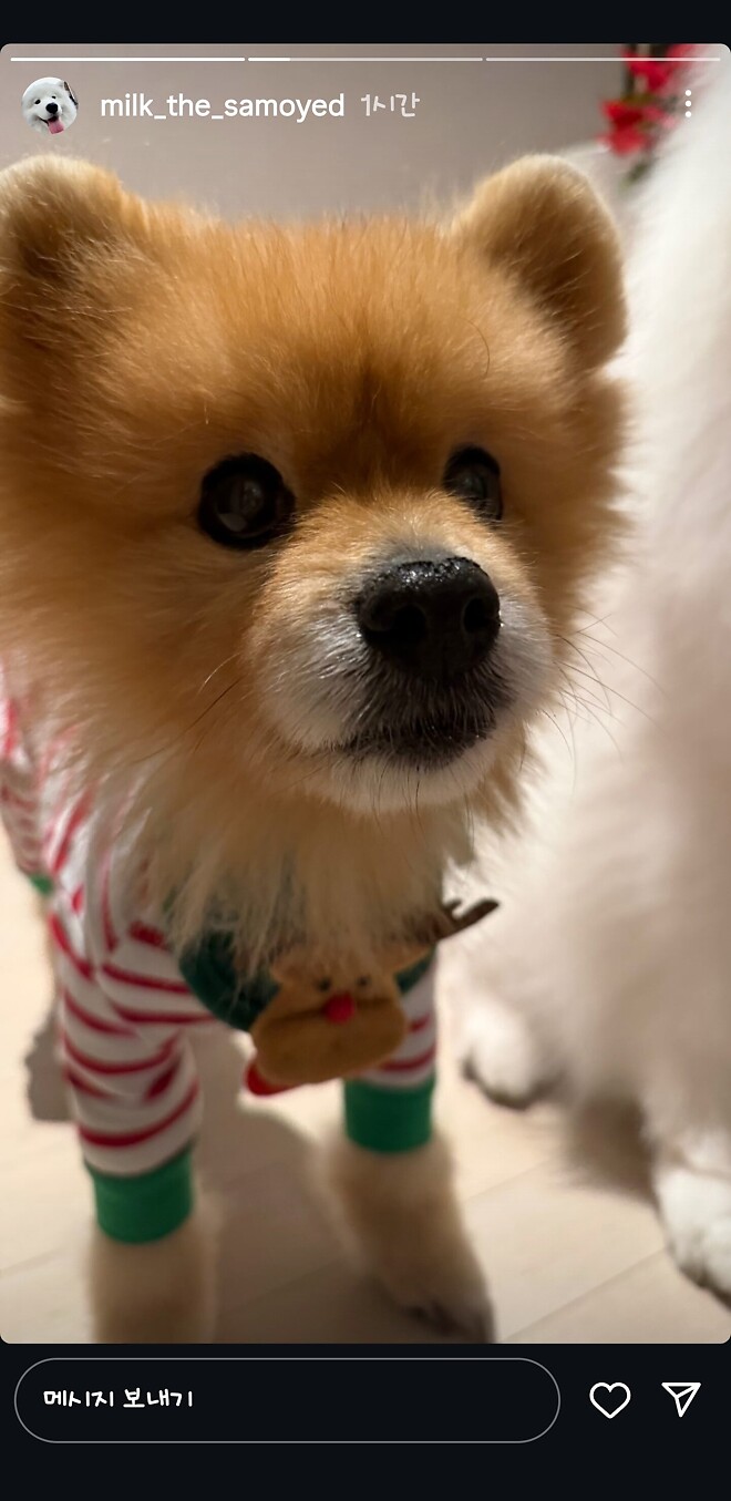 크리스마스는 귀요미 보는 날