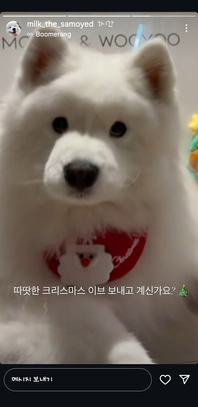 크리스마스는 귀요미 보는 날