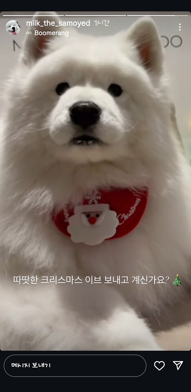 크리스마스는 귀요미 보는 날