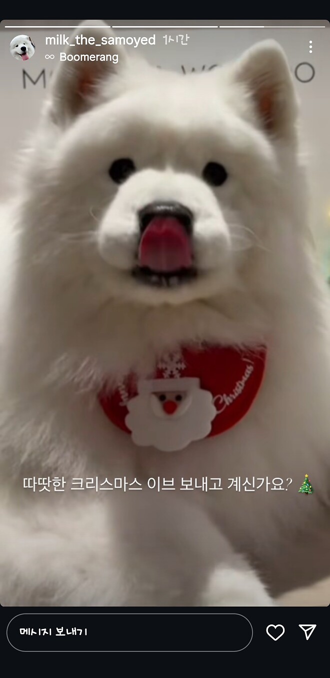 크리스마스는 귀요미 보는 날