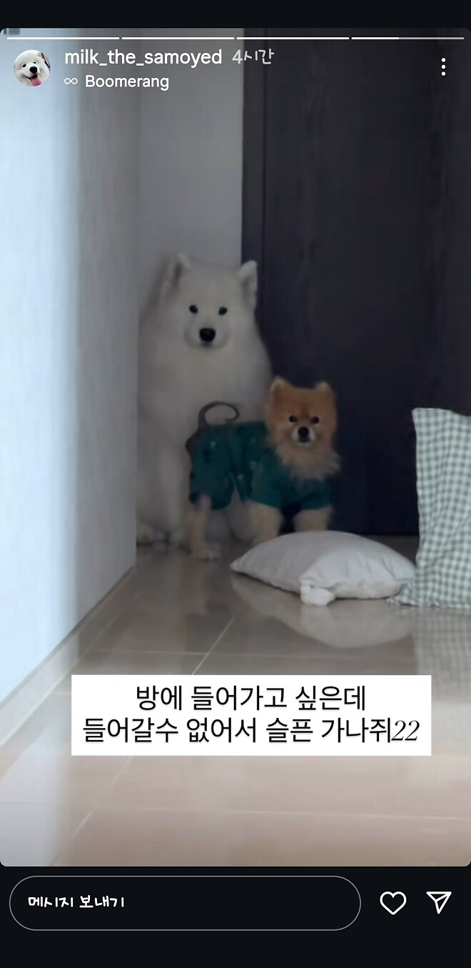 크리스마스는 귀요미 보는 날