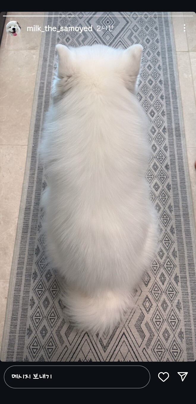 크리스마스는 귀요미 보는 날