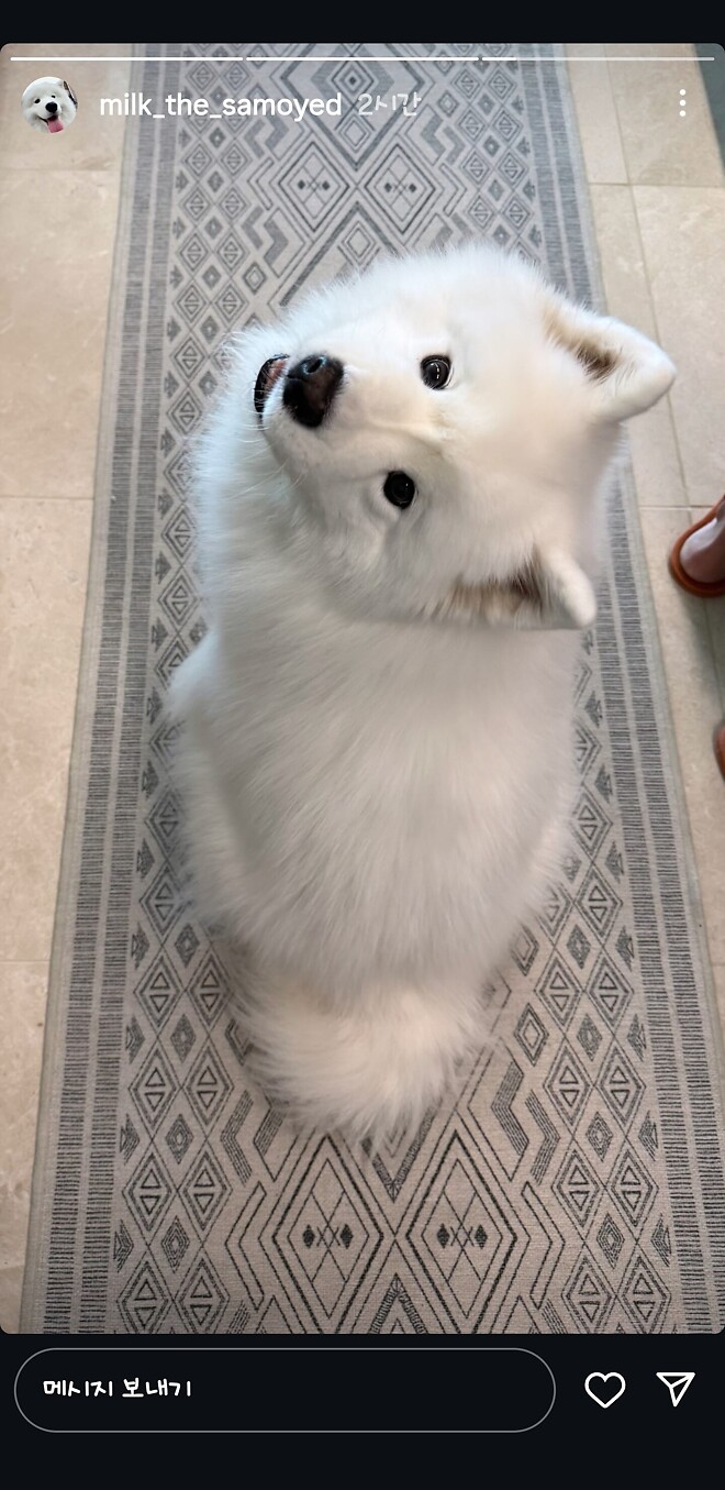 크리스마스는 귀요미 보는 날