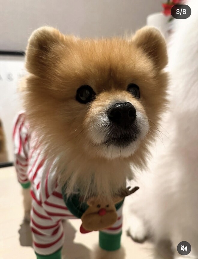 Merry Christmas&hearts;︎