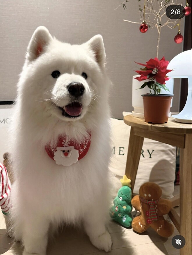 Merry Christmas&hearts;︎