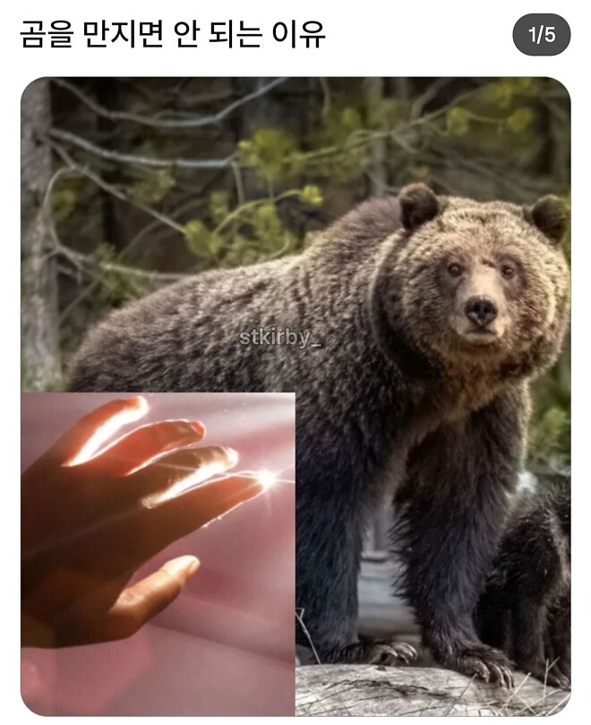 곰을 만지면 안되는 이유