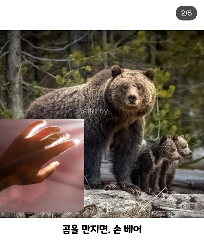 곰을 만지면 안되는 이유