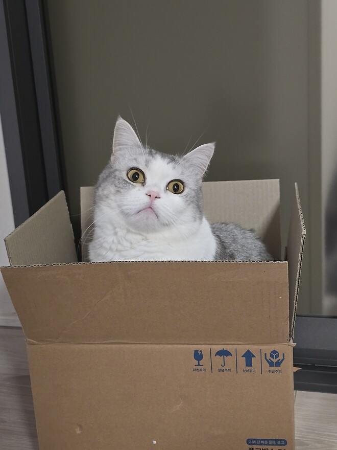 드디어 책 도착!!!!(feat,고앵이자랑)