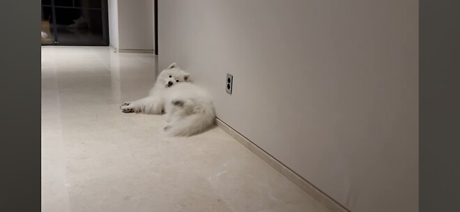 우유네 가족 힘내쟈...!