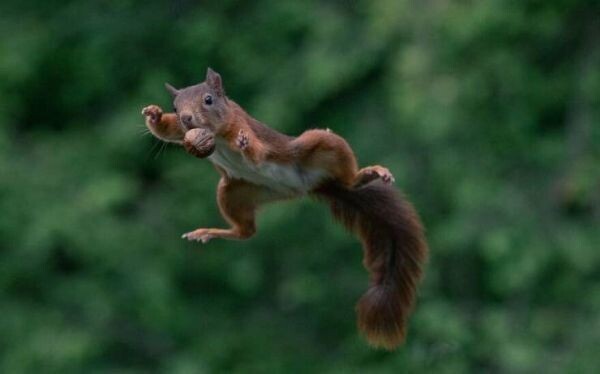 🐿️..애니멀 스피릿이란 ? 무지성 매매, 감각의 투자를 하는 람지.