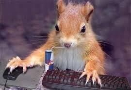 🐿️..애니멀 스피릿이란 ? 무지성 매매, 감각의 투자를 하는 람지.