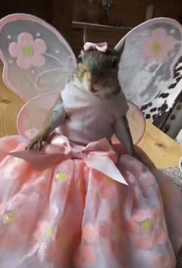 🐿️..우와 가입 146일만에 레벨 20 됐어양 !!