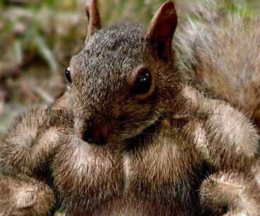 🐿️..친구들아 제주 돼지 사자... 참 맛있다...