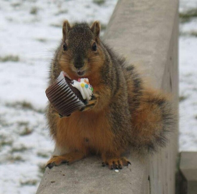 🐿️..소신 발언, 두쫀쿠 이거 왜 먹는거임?? (두쫀쿠도 FOMO와서..)