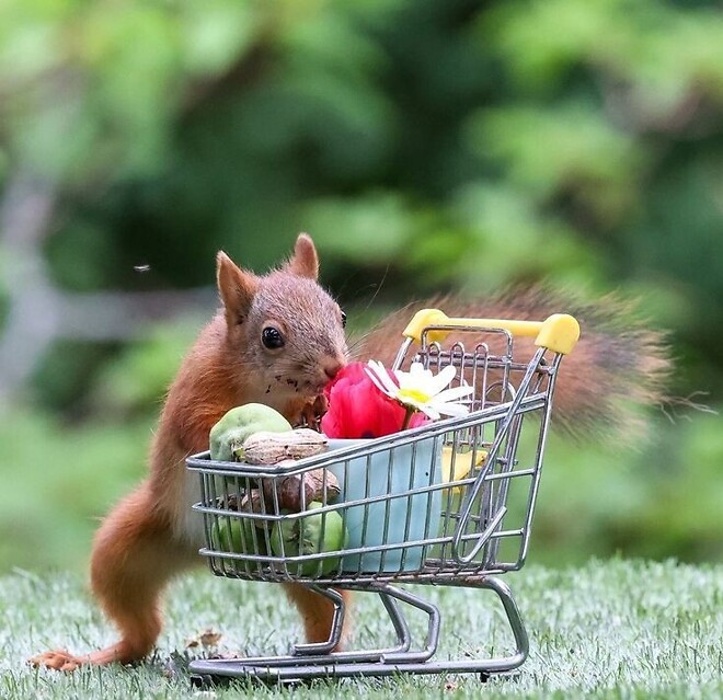 🐿️..소신 발언, 두쫀쿠 이거 왜 먹는거임?? (두쫀쿠도 FOMO와서..)