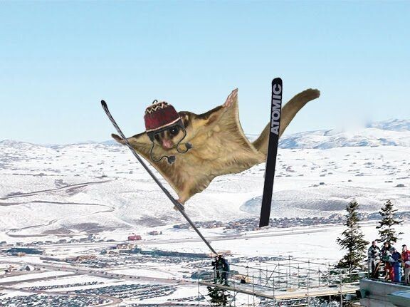 🐿️..요즘 동계올림픽 하고 있는거 알고 계시나요 ?