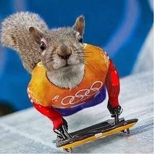 🐿️..요즘 동계올림픽 하고 있는거 알고 계시나요 ?