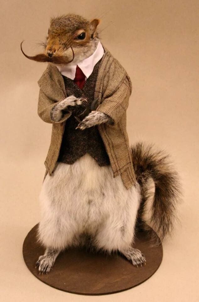 🐿️..요즘 동계올림픽 하고 있는거 알고 계시나요 ?