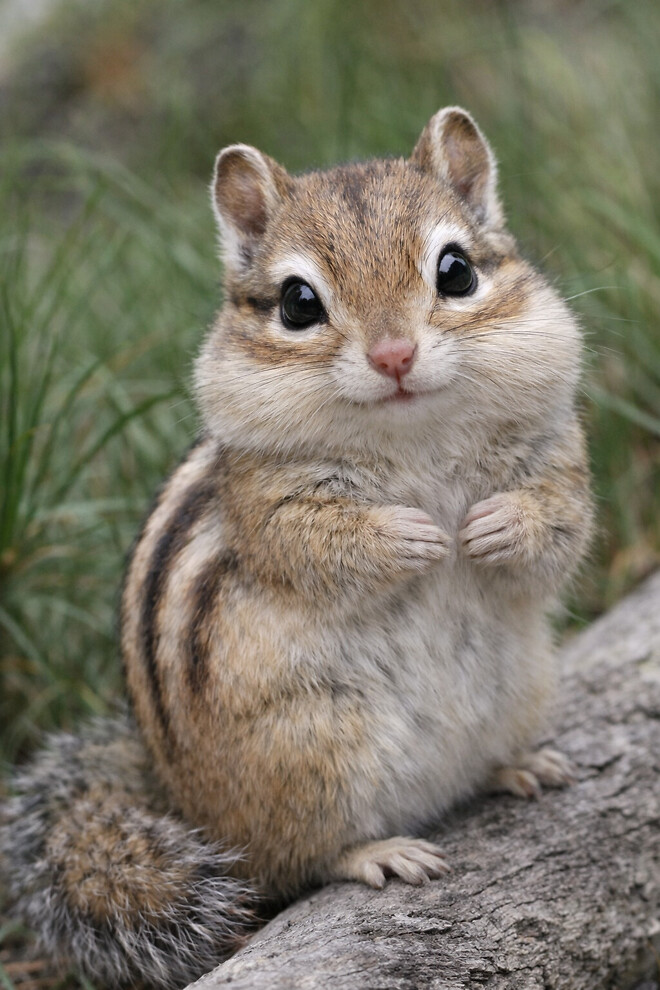 AI ) 과거 이미지프롬프트 재활용