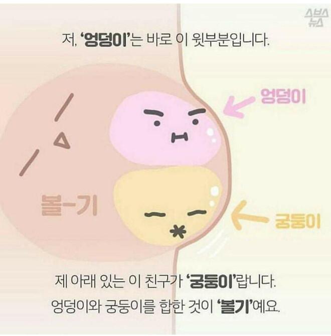 엉덩이 vs 궁둥이