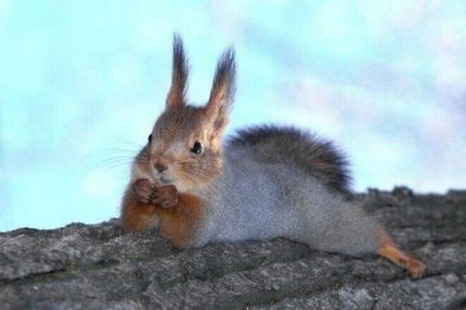 🐿️..이쯤에서.. 경쟁률 확인차 투표 ^ㅇ^