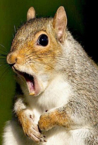 🐿️..이거 드셔 보신 분..?